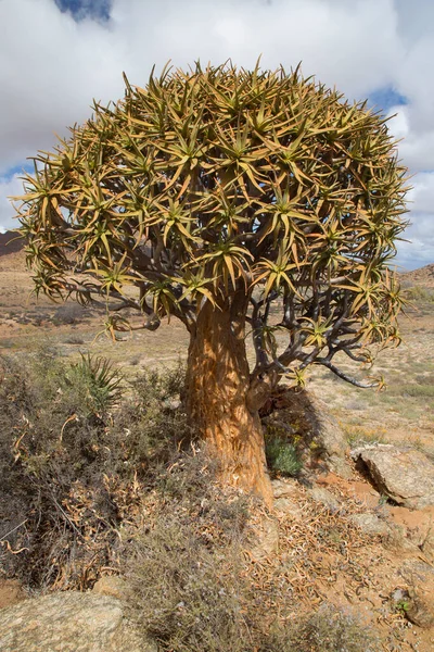 Quiver Trees Kokerboom Forest Aloidendron Dichotomum Typical Desolate Rocky Desert — стокове фото