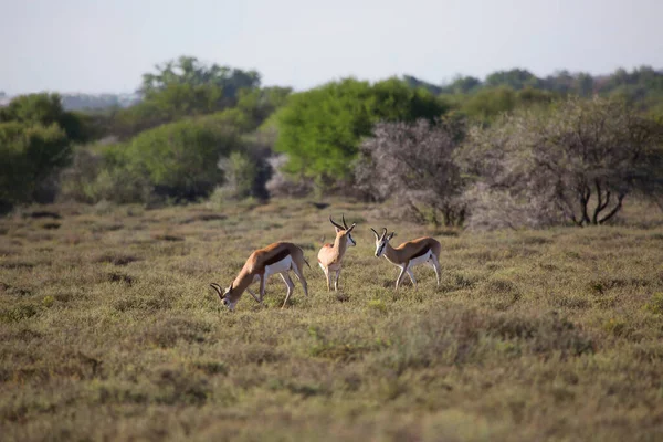 Hermoso Disparo Ciervo Sabana Kenya — Foto de Stock