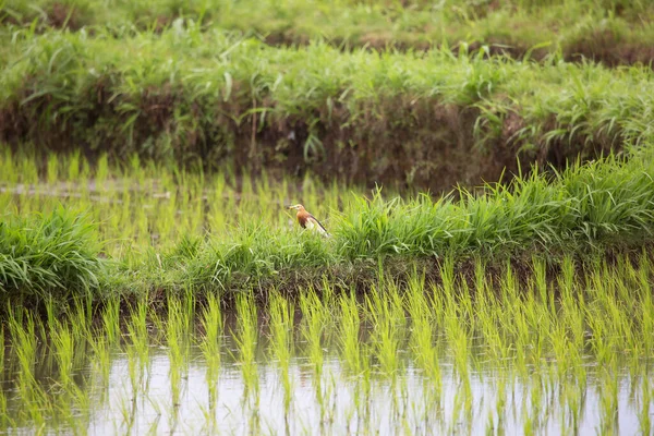 Nido Pájaro Con Nenúfar Campo —  Fotos de Stock