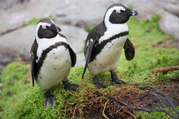 Niedliche Pinguine Meeresstrand — Stockfoto