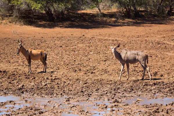 Większe Kudu Tragelaphus Strepsiceros — Zdjęcie stockowe