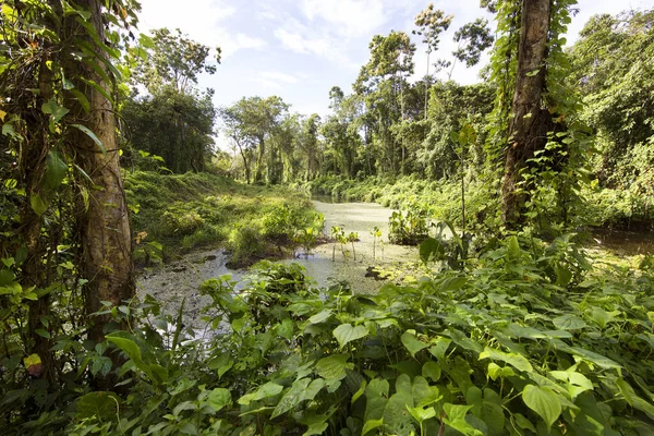 緑のジャングルの川の美しい景色 — ストック写真