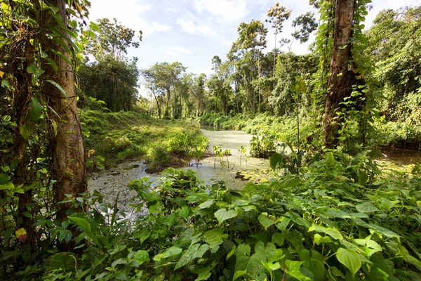 Yeşil ormandaki güzel nehir manzarası