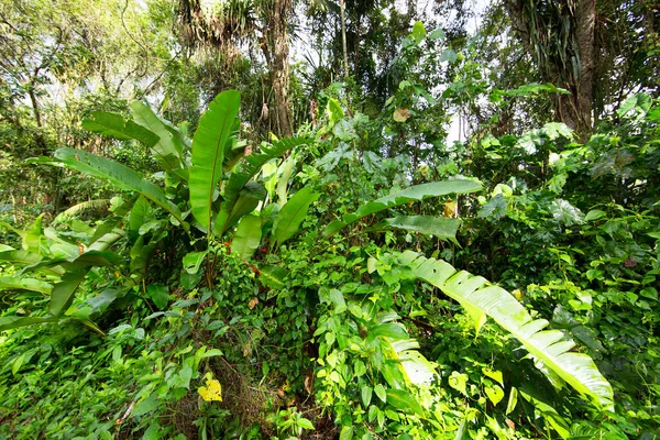 Brezilya 'nın Atlantik yağmur ormanı adı verilen aşılmaz bir bitki karışıklığı ile yoğun tropikal bulut ormanı