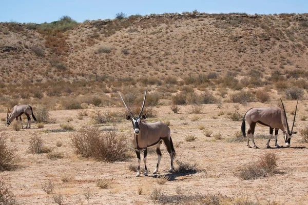 Gemsbok sürüsü ya da Güney Afrika antilobu, Afrika antilobu ceylanı Kalahari çölündeki kuru otların arasında yürüyor ve otluyor.