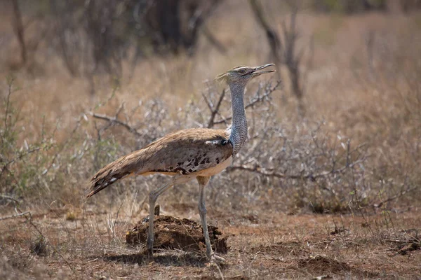 Kori Bustard, Ardeotis Kori, savanada yürüyerek yiyecek arıyor.