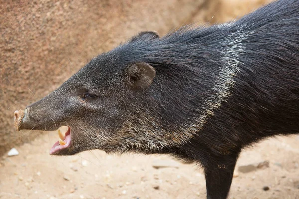 yaban domuzu Hayvanat Bahçesi