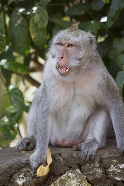 Caranguejo Macaco Cauda Longa Macaca Fascicularis Relaxado Observando Área — Fotografia de Stock