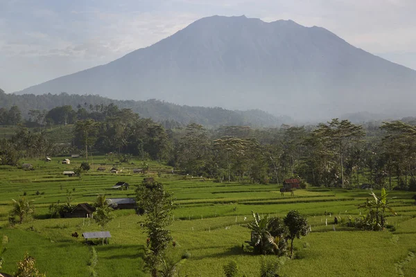 Dağlarda pirinç terasları
