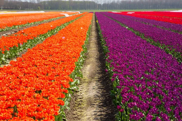 Weitläufiges Blumenfeld Mit Reihen Bunter Tulpen — Stockfoto