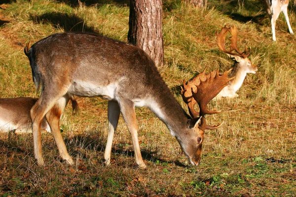 Vahşi Doğadaki Geyik Manzarası — Stok fotoğraf