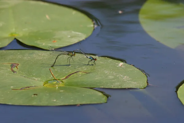 Dragonflies Lily Leaf Pond — 图库照片