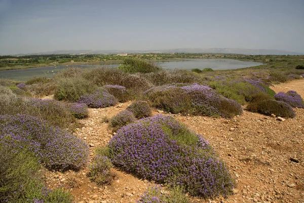 Tarladaki güzel çiçekler