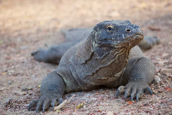 Close Tiro Dragão Komodo Habitat Natural — Fotografia de Stock