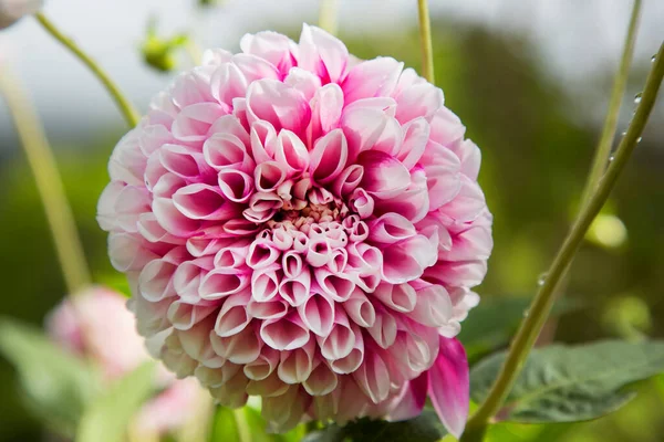 Bahçedeki güzel pembe yıldız çiçeği