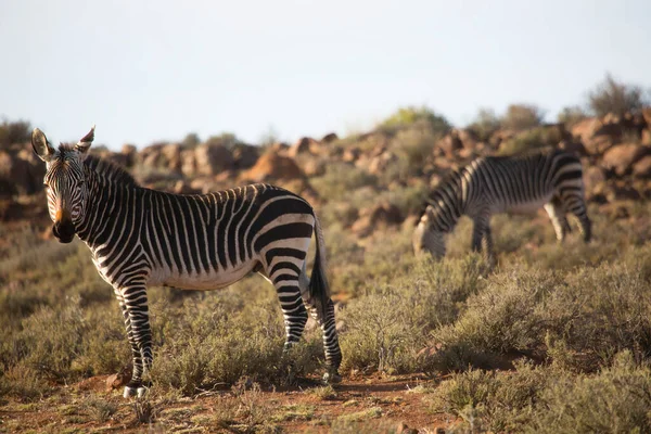 Гора Зебра Equus Zebra Стоять Пасти Открытом Травяном Ландшафте — стоковое фото