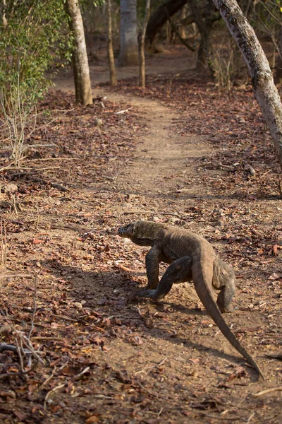 Δράκος Komodo Στο Φυσικό Περιβάλλον Πάρκο Komodo Ινδονησία — Φωτογραφία Αρχείου