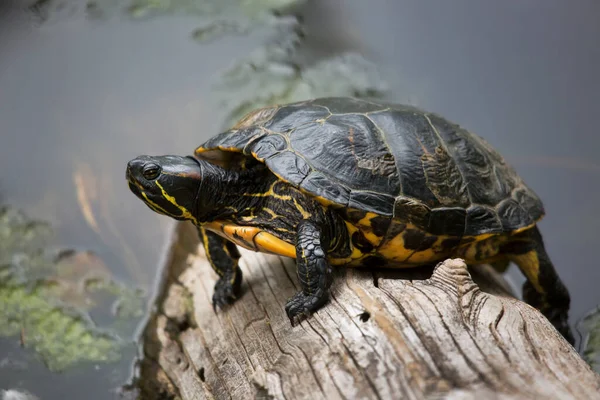 Close Turtle — Stock Photo, Image