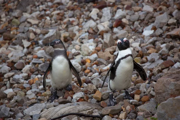Gentoo Pingvin Havet — Stockfoto