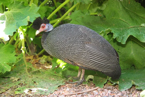 Gehelmde Parelhoenders Numida Meleagris Lopend Het Grasveld Vlakbij Struiken — Stockfoto