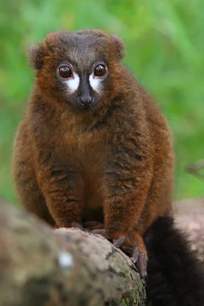 Gros Plan Singe Mignon — Photo