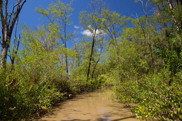 Amazon 'un yoğun yağmur ormanları yeşil yapraklar ve nehirlerle doludur.