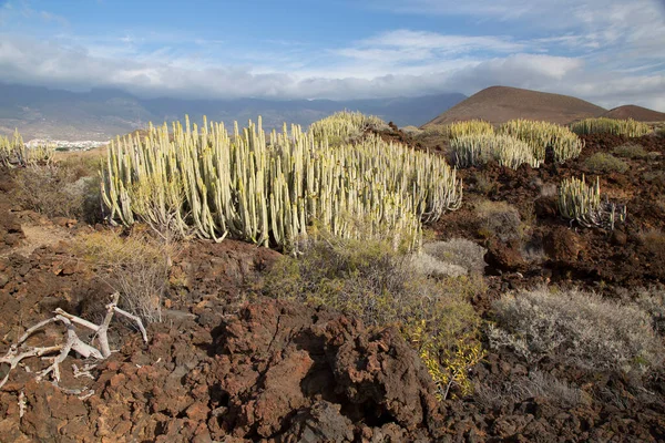 Kaktüs bitkileriyle volkanik vadi manzarası