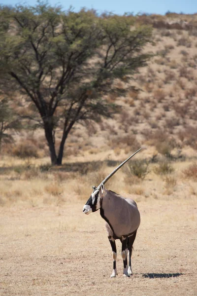 Стадо Ґемсбока Або Південноафриканський Орикс Oryx Gazella Гуляючи Пасучись Сухої — стокове фото