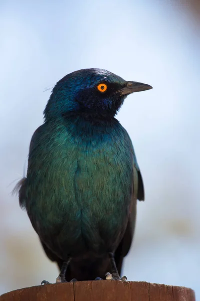 Caza Cerca Cabo Brillante Estornino Lamprotornis Nitens Recoger Insectos Que — Foto de Stock