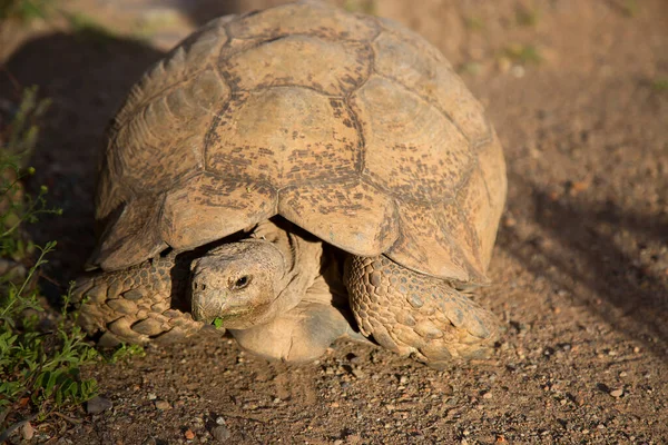 Leopar kaplumbağa, Stigmochelys pardalis, yiyecek yeşil ve taze bitkiler bulmak için hızla yürüyorlar.
