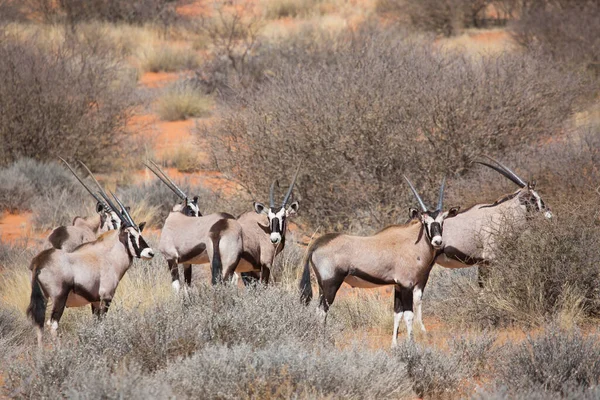 Gemsbok sürüsü ya da Güney Afrika antilobu, Afrika antilobu ceylanı Kalahari çölündeki kuru otların arasında yürüyor ve otluyor.
