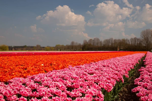 Ekstensywne Pole Kwiatów Rzędami Kolorowych Tulipanów — Zdjęcie stockowe