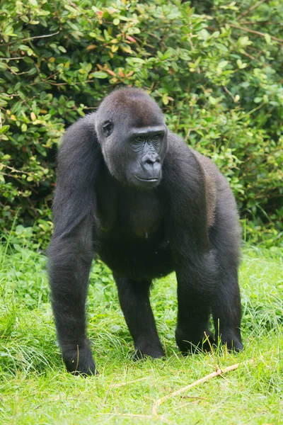 Gorilla Zoo Natürlicher Lebensraum — Stockfoto