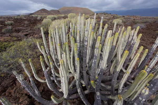 Kaktüs bitkileriyle volkanik vadi manzarası