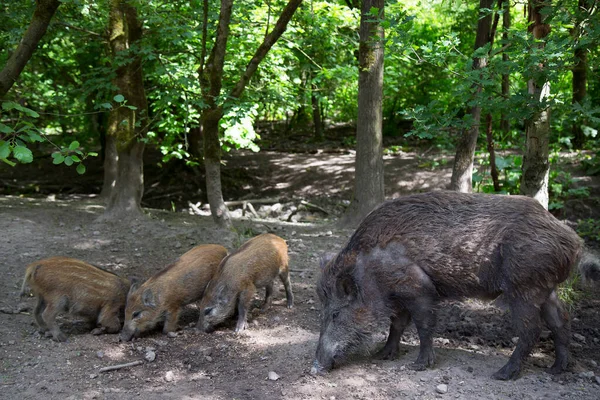 Ormandaki bir grup genç hayvan.