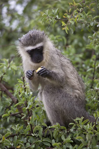 Vervet Apa Klorocebus Pygerythrus Sittande Träd — Stockfoto