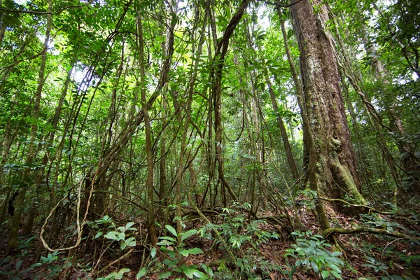 Lush Tropical Greenery Jungle Forest — Stock Photo, Image