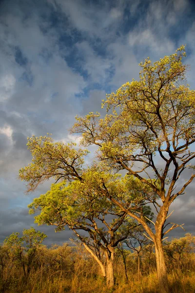 Ağaçlar ve bulutlarla dolu güzel bir manzara.