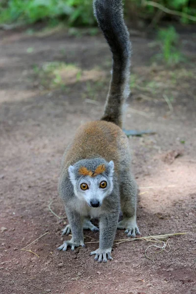 Närbild Porträtt Vacker Rödmagad Lemur — Stockfoto
