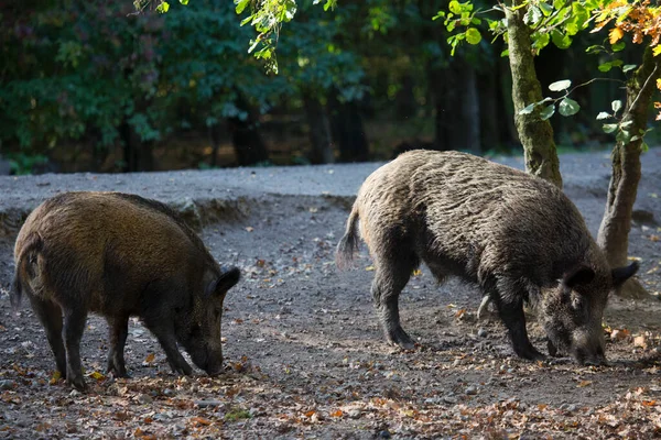 Ormandaki genç kahverengi domuzlar.