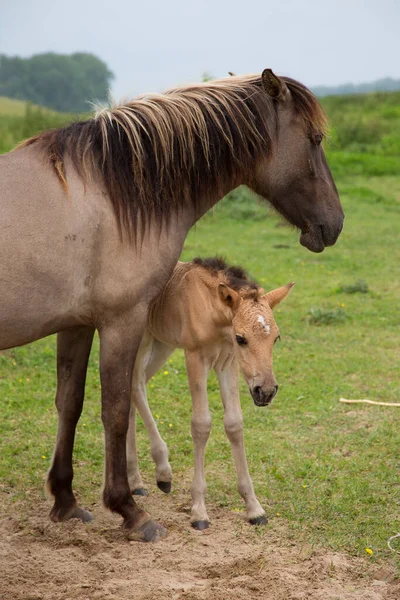 Free Roaming Wilde Konik Paarden Langs Rivieroever Dijken Moeder Liefde — Stockfoto