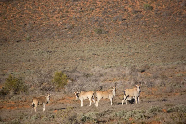 Büyük Kudu Yayılım Gösterir Strepsiceros — Stok fotoğraf