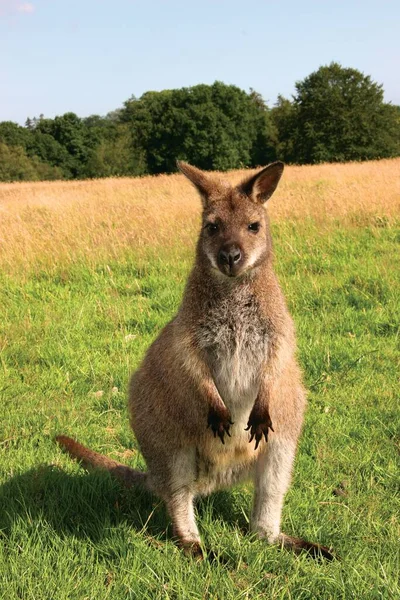 Canguro Nel Parco — Foto Stock