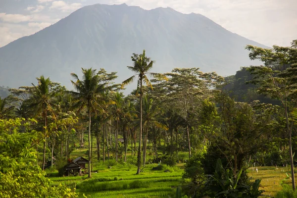 Rýžové Terasy Bali Indonésie — Stock fotografie