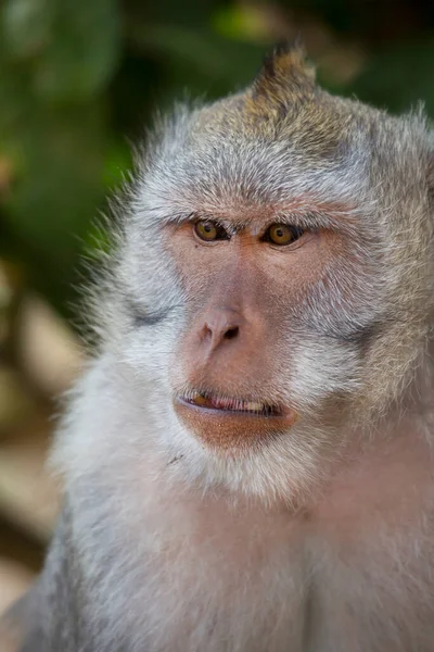 Krabbätande Eller Långstjärtad Makak Macaca Fascicularis Avslappnad Observera Området — Stockfoto