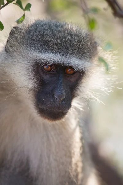 vervet maymunu, klorocebus pigerythrus, ağaçta oturuyor.  