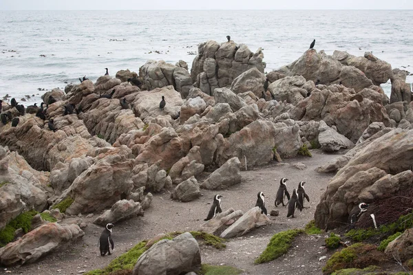 Flock Pingviner Stranden — Stockfoto