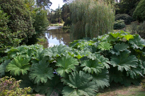 Les Plantes Vertes Dans Jardin — Photo