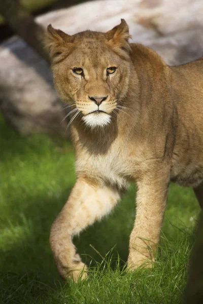 Крупный План Львица Panthera Leo Ходьба Через Травяное Поле — стоковое фото