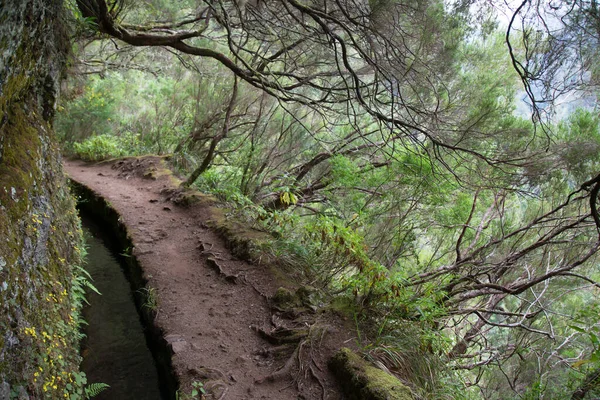 Ormandaki güzel yol manzarası
